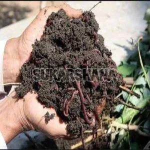 Pure Vermicompost Fertilizer